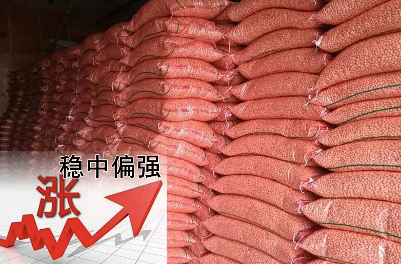 花生價(jià)格持續偏強，需要訂貨的請提前安排